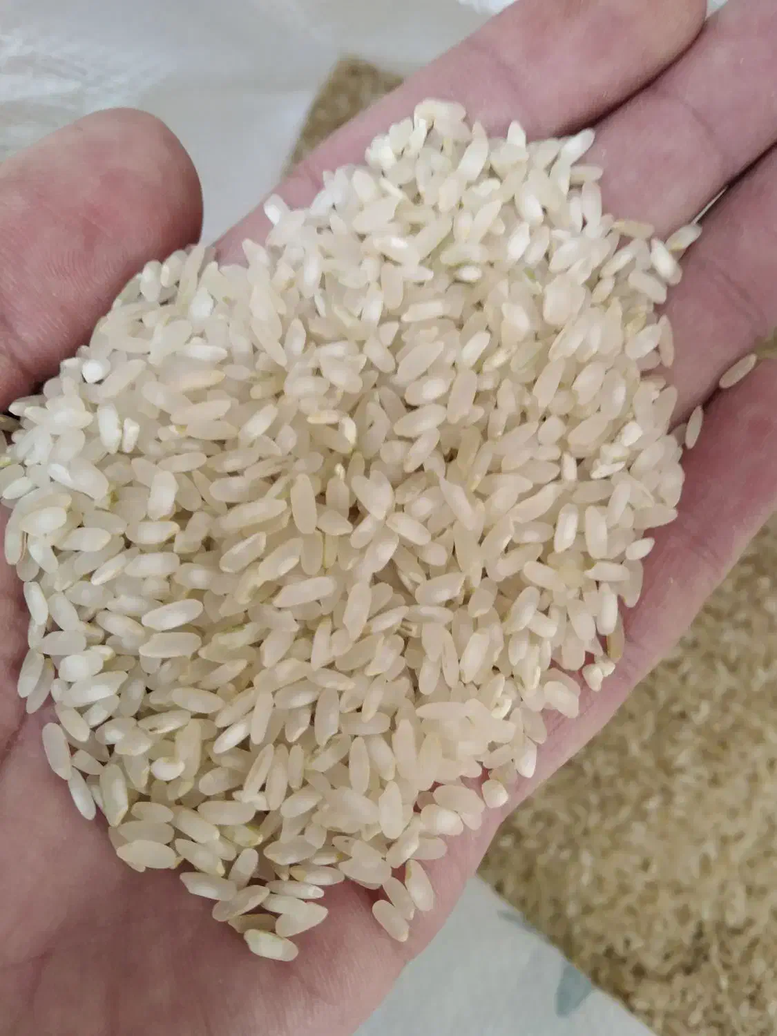 برنج کامفیروزی نو|خوردنی و آشامیدنی|شیراز, پشم شیشه|دیوار