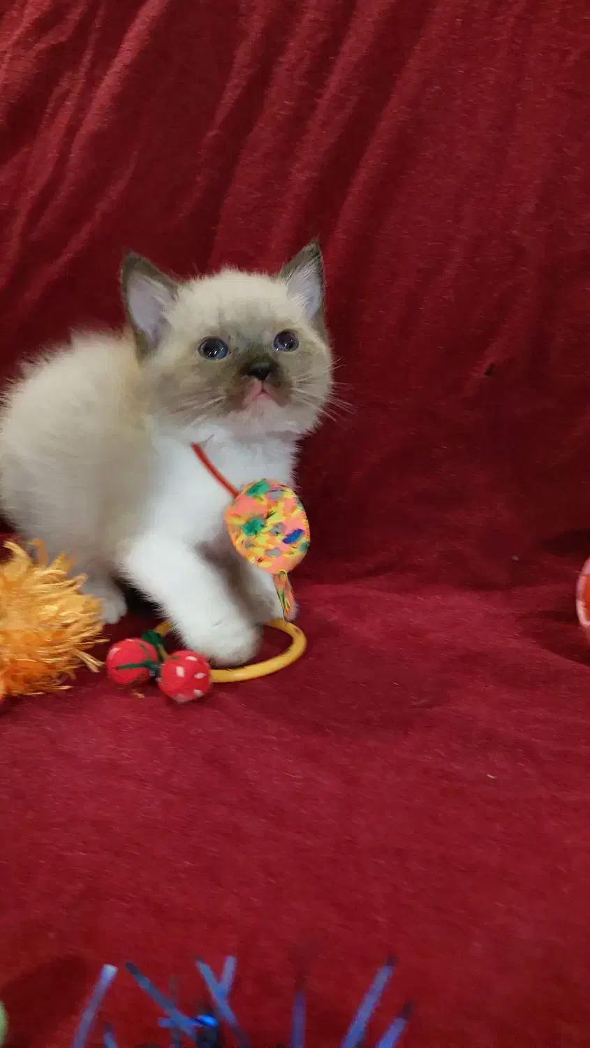 گربه های ملوس و شیطون|گربه|گرگان, |دیوار