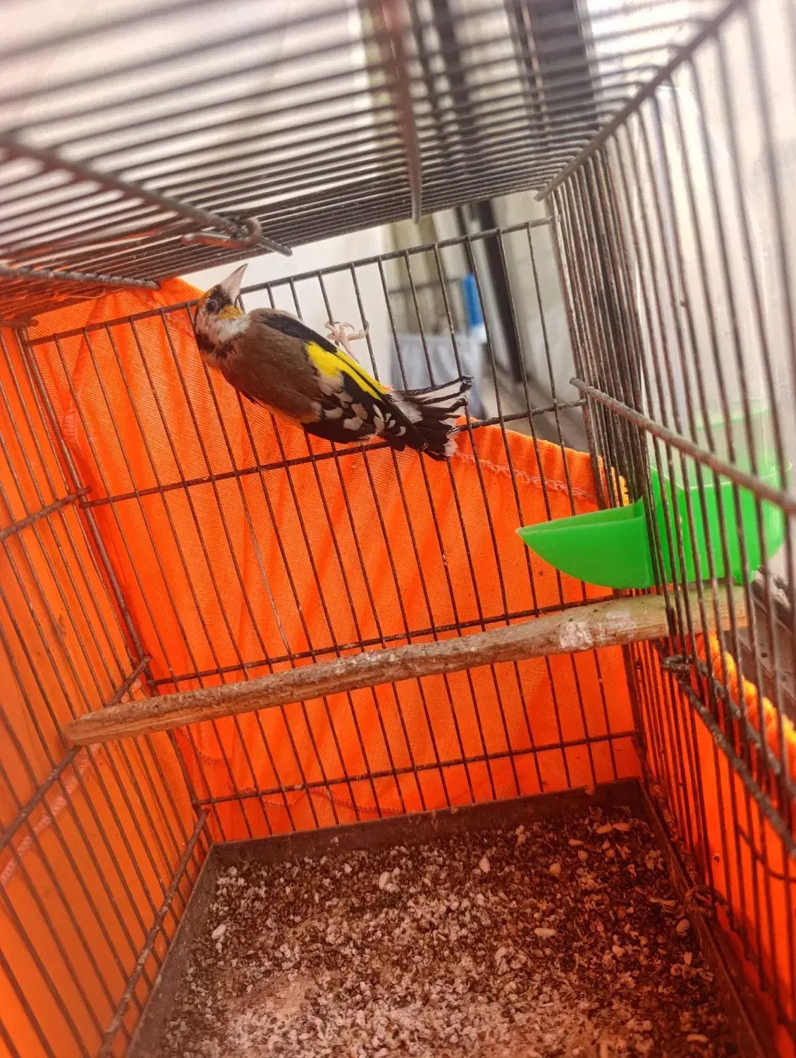 سهره نر|پرنده|محمدشهر, محمدشهر|دیوار