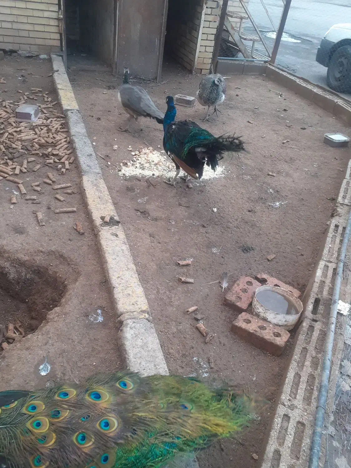 فروش پرنده طاووس|پرنده|باسمنج, |دیوار