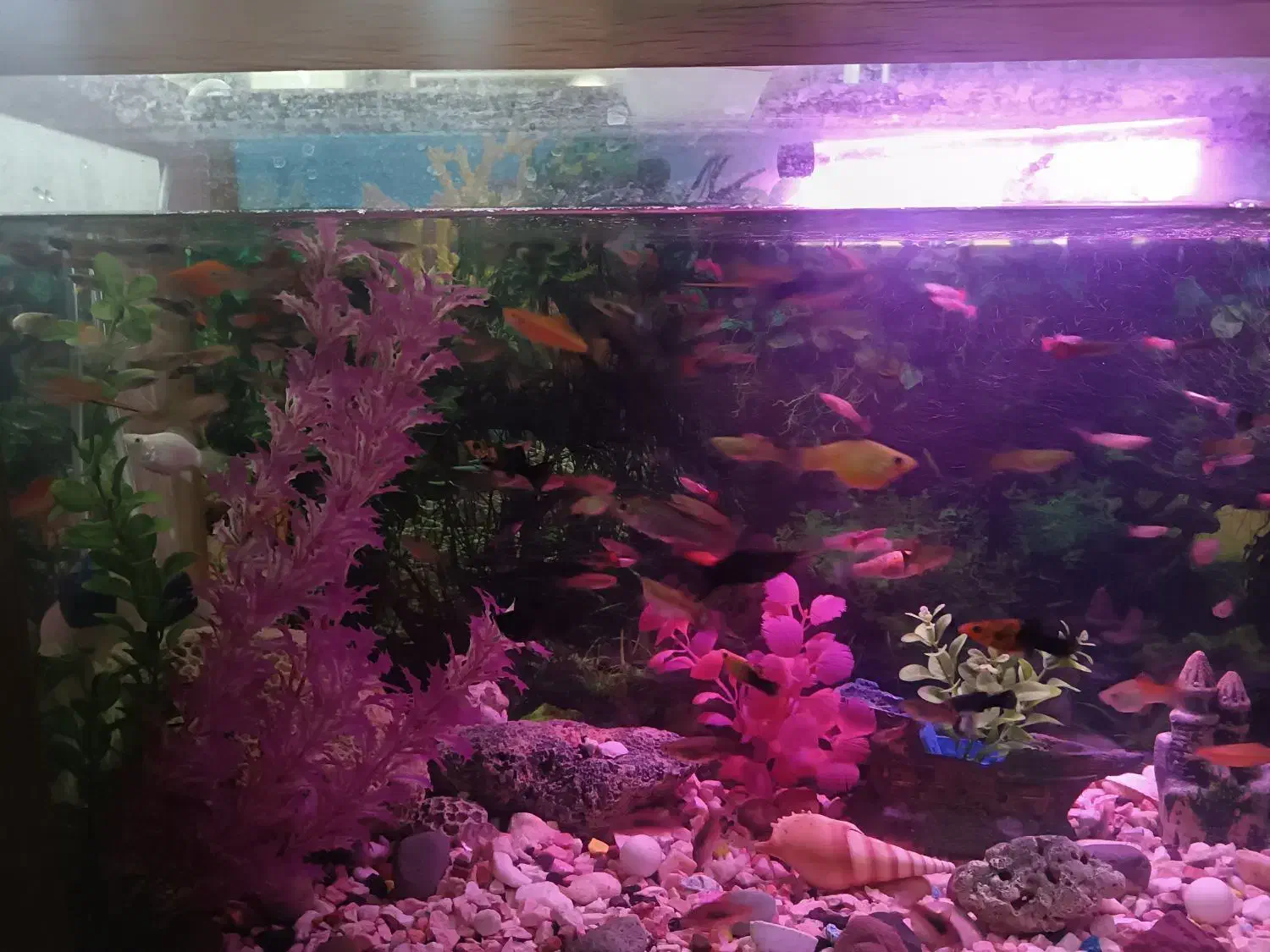 گپی بیگ ایر سایز متوسط|ماهی|قوچان, |دیوار