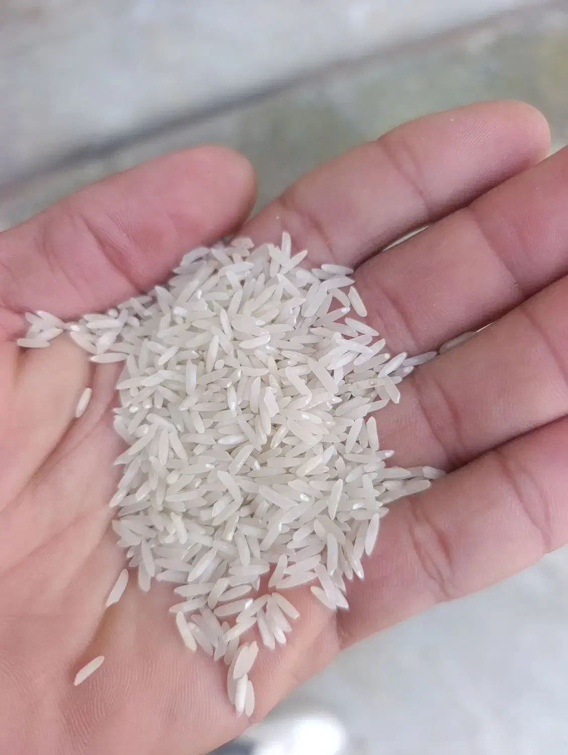 فجر سوزنی|خوردنی و آشامیدنی|مزرعه کتول, |دیوار