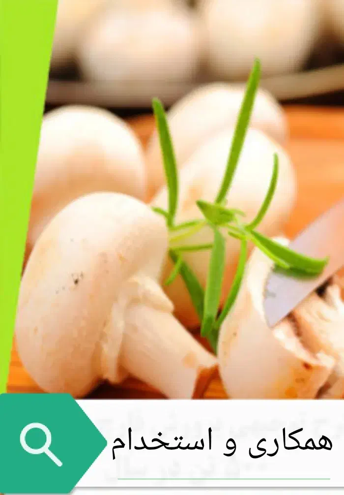 همکاری و استخدام جهت فعالیت در تولید قارچ|استخدام صنعتی، فنی، مهندسی|بجنورد, |دیوار