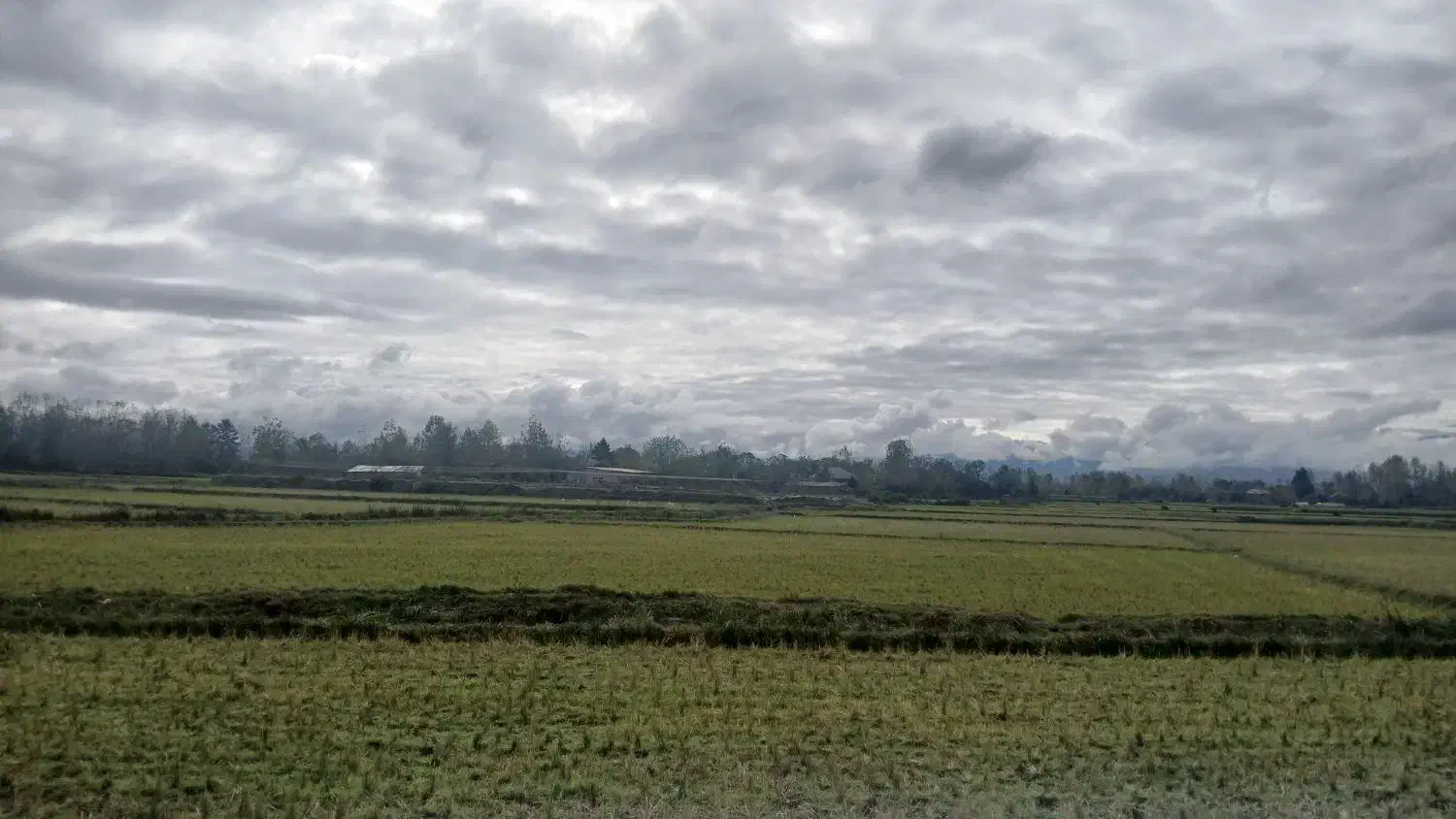 ۱هکتار شالیزارسنددار بررودخانه سنگررشت|فروش زمین و ملک کلنگی|سنگر, |دیوار