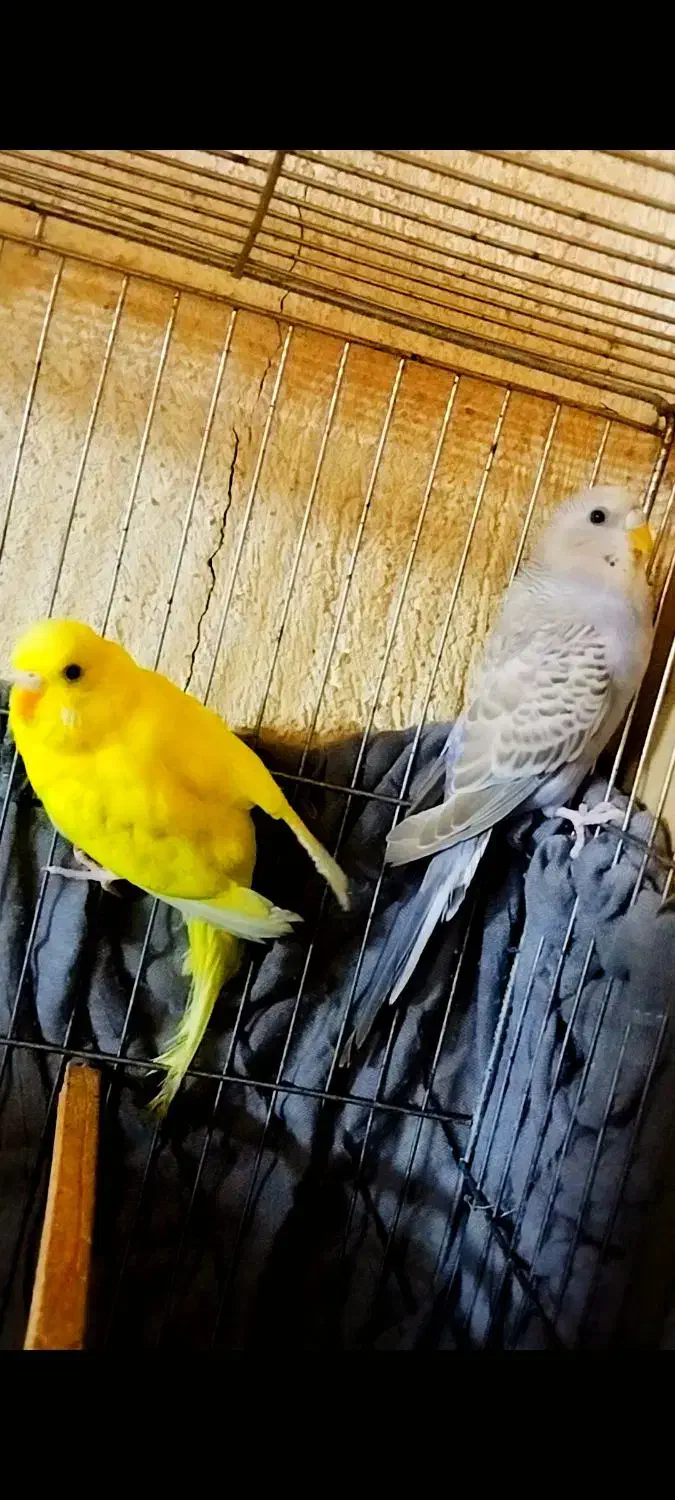 جفت مرغ عشق جوان|پرنده|مشگین شهر, |دیوار