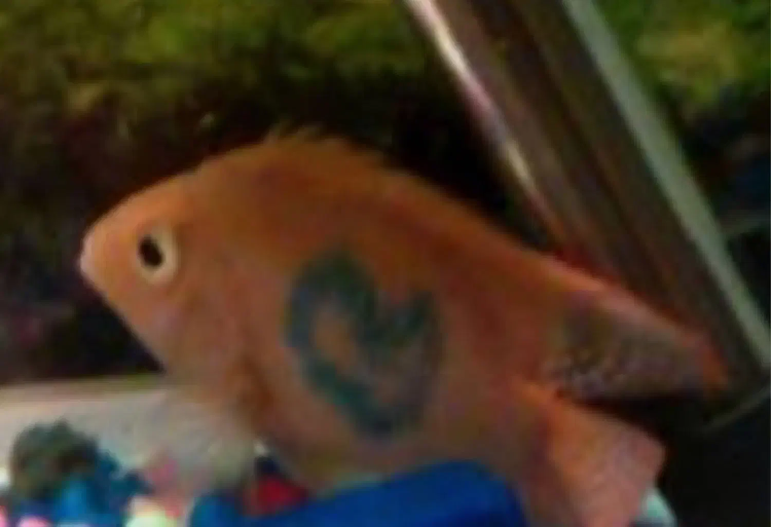 ماهی پرت|ماهی|اندیشه, اندیشه فاز ۲|دیوار