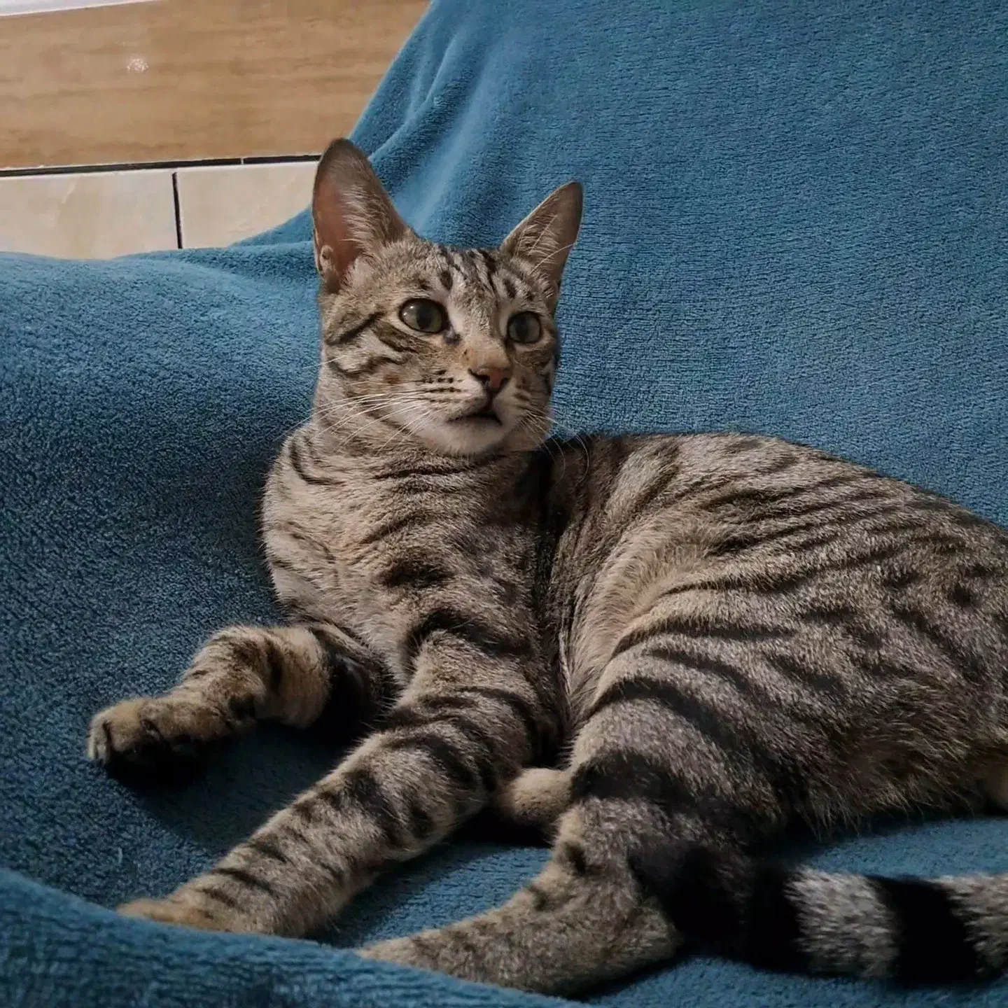 گربه گمشده|حیوانات|مینودشت, |دیوار