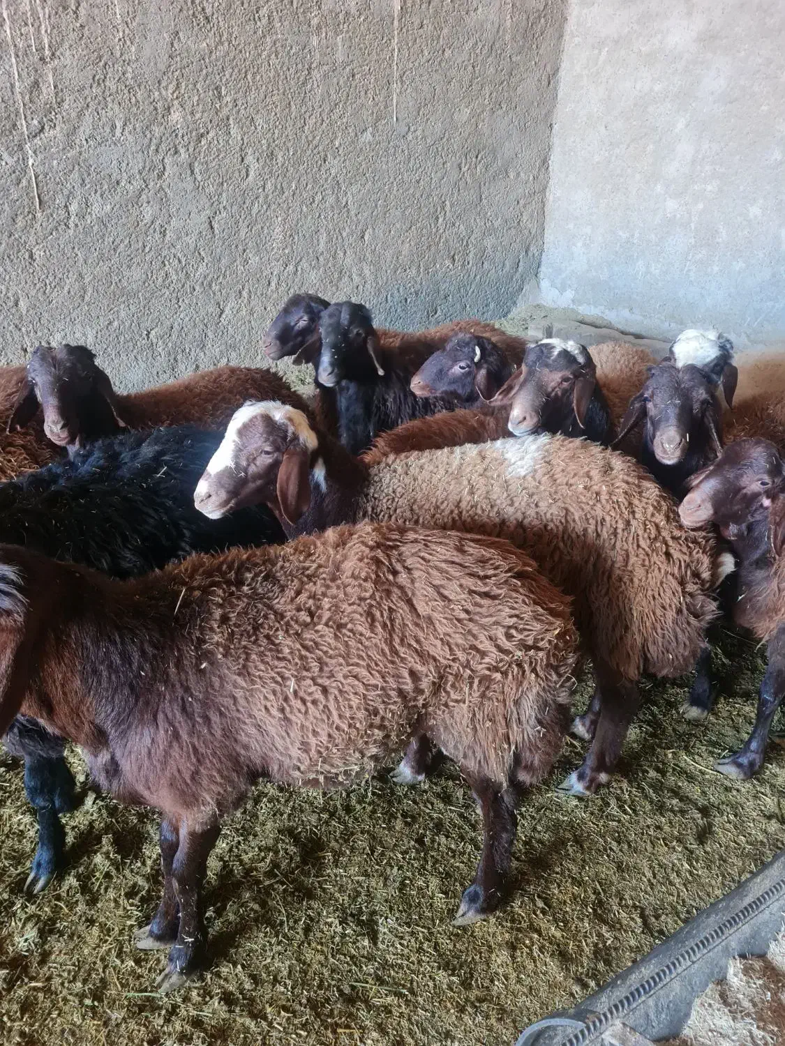 گوسفند|حیوانات مزرعه|تفت, |دیوار