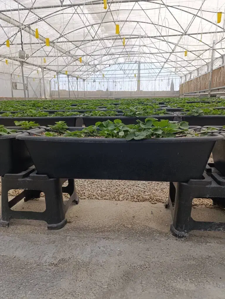 تهاتر یا فروش گلخانه ارگانیک در منطقه دشمن زیاری|گل و گیاه طبیعی|دشمن زیاری, |دیوار