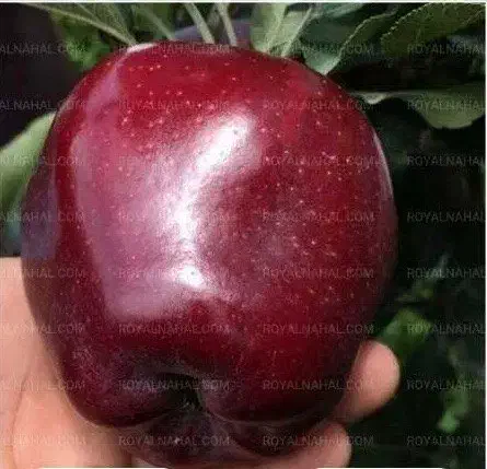 خرید نهال سیب لبنان رویال نهال|خدمات باغبانی و درختکاری|میانه, |دیوار