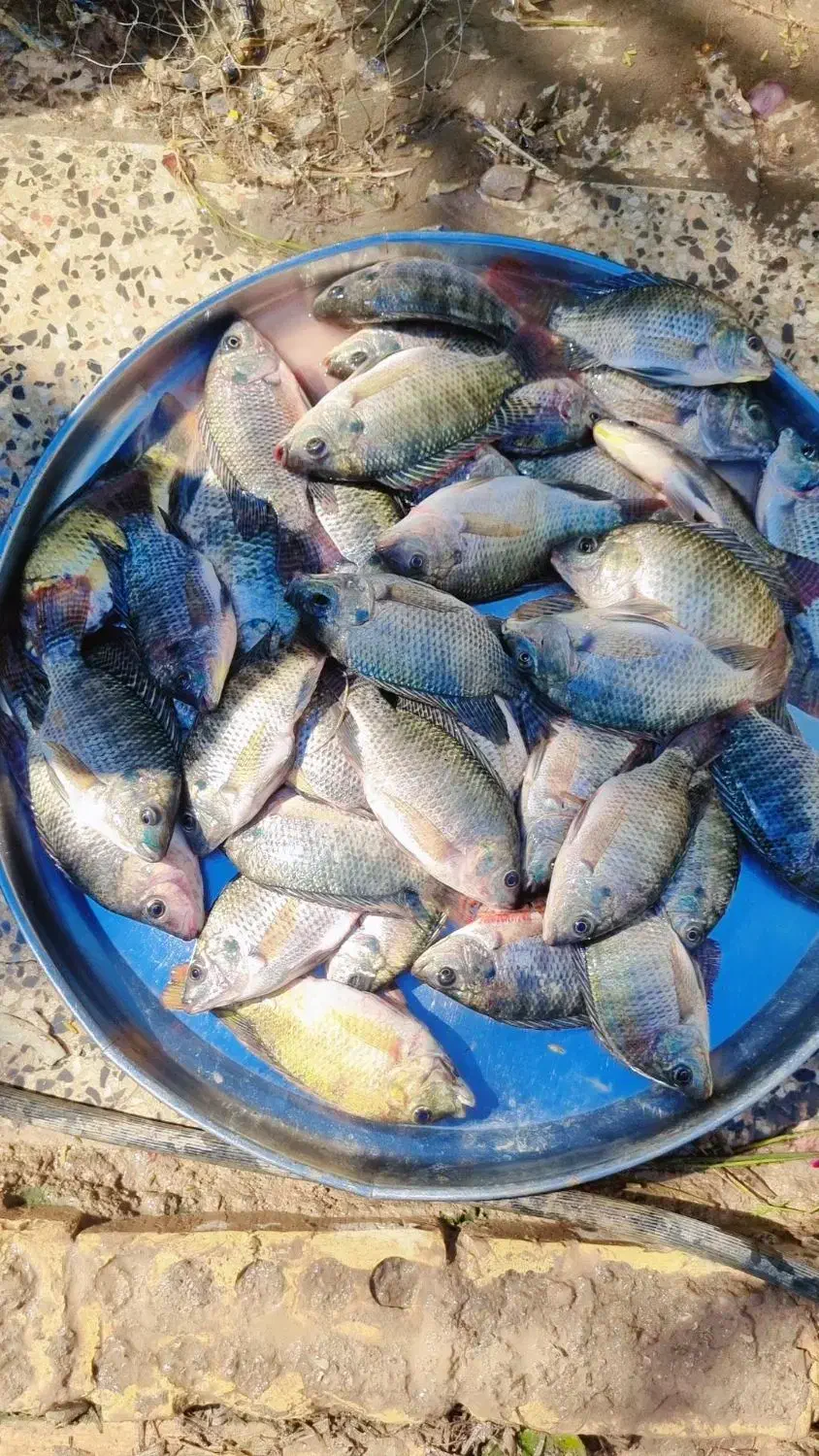 ماهی شانک و کپور|ماهی|شوشتر, |دیوار