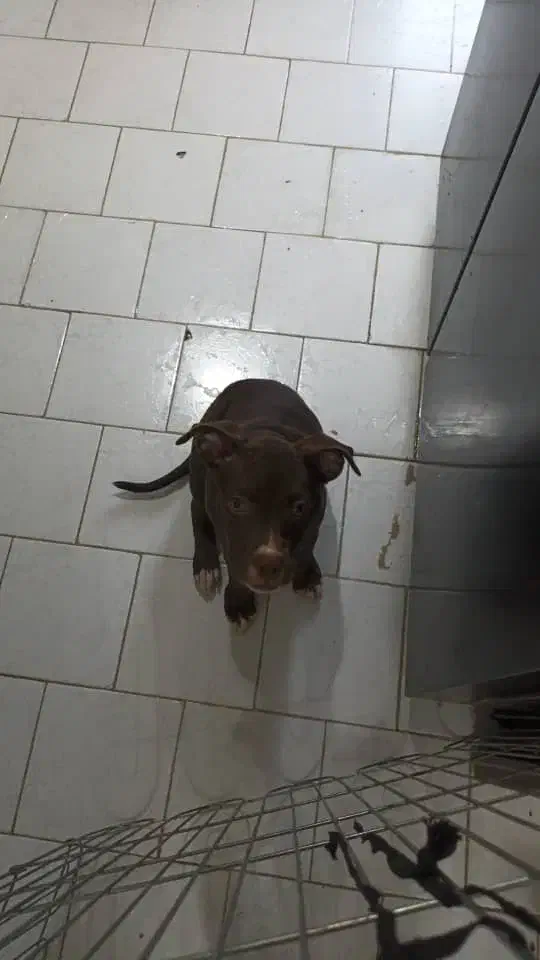 فروش سگ|سگ|تهران, وحیدیه|دیوار