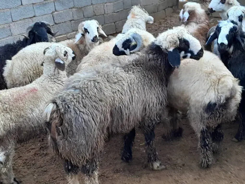 بره چاق|حیوانات مزرعه|سیدان, |دیوار