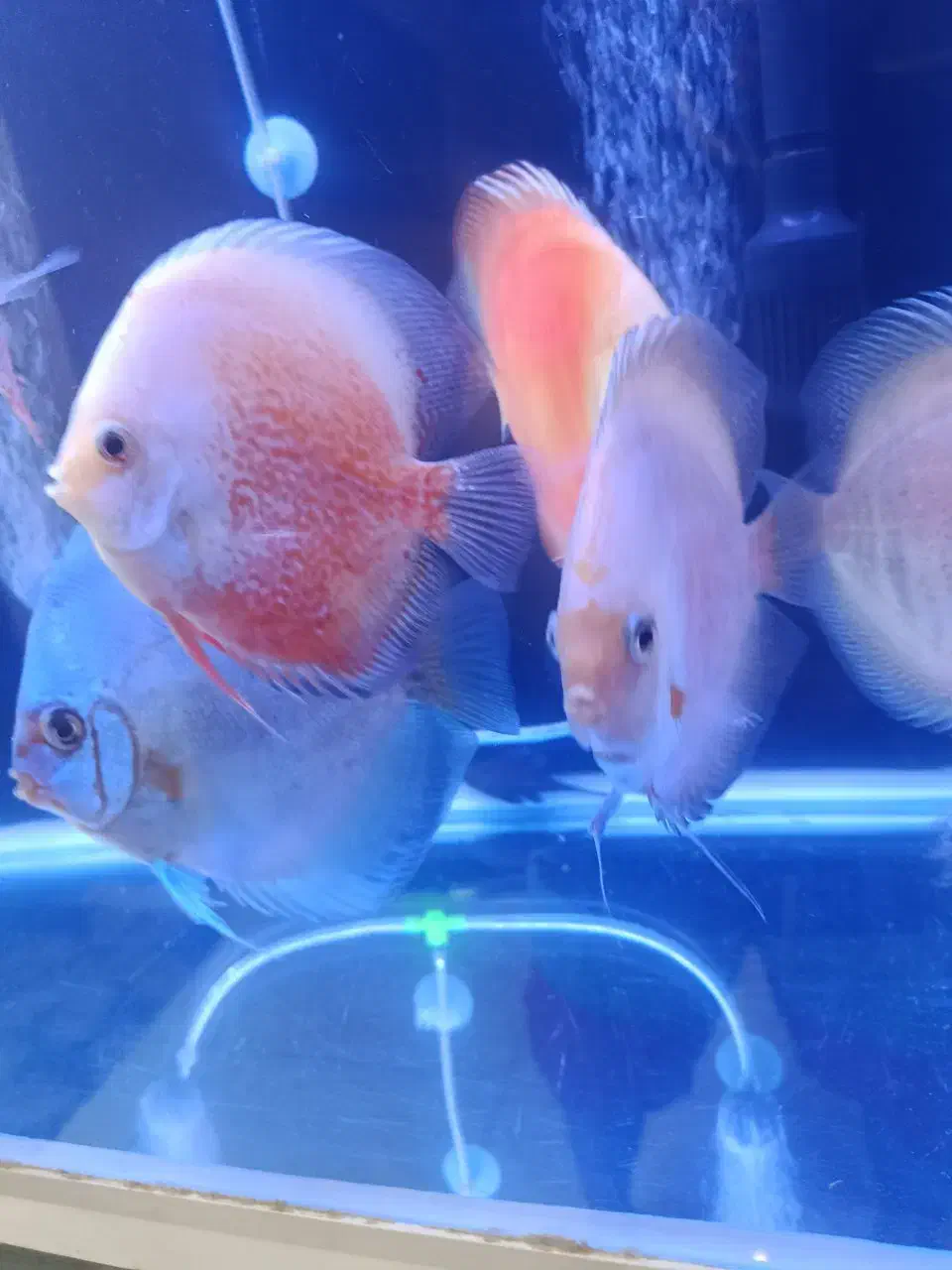 دیسکس نژاد خاص|ماهی|مشهد, هفده شهریور|دیوار