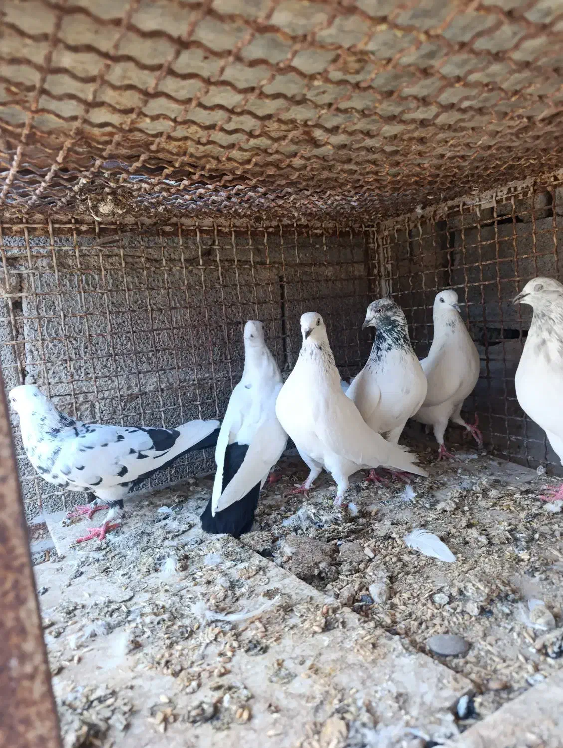 چند جفت کبوتر فروشی|پرنده|هندیجان, |دیوار