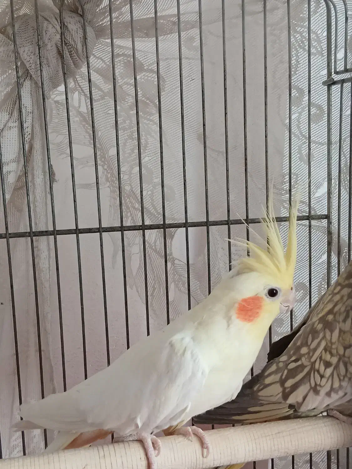 دو عدد عروس هلندی بسیار زیبا و سالم|پرنده|مشهد, فتح المبین|دیوار