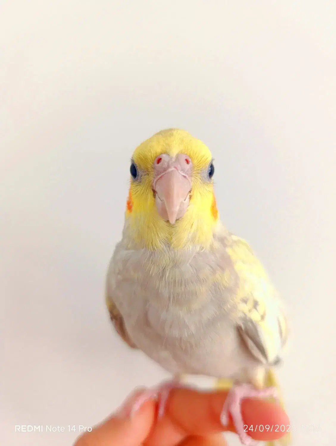 پرنده|پرنده|خمینیشهر, |دیوار