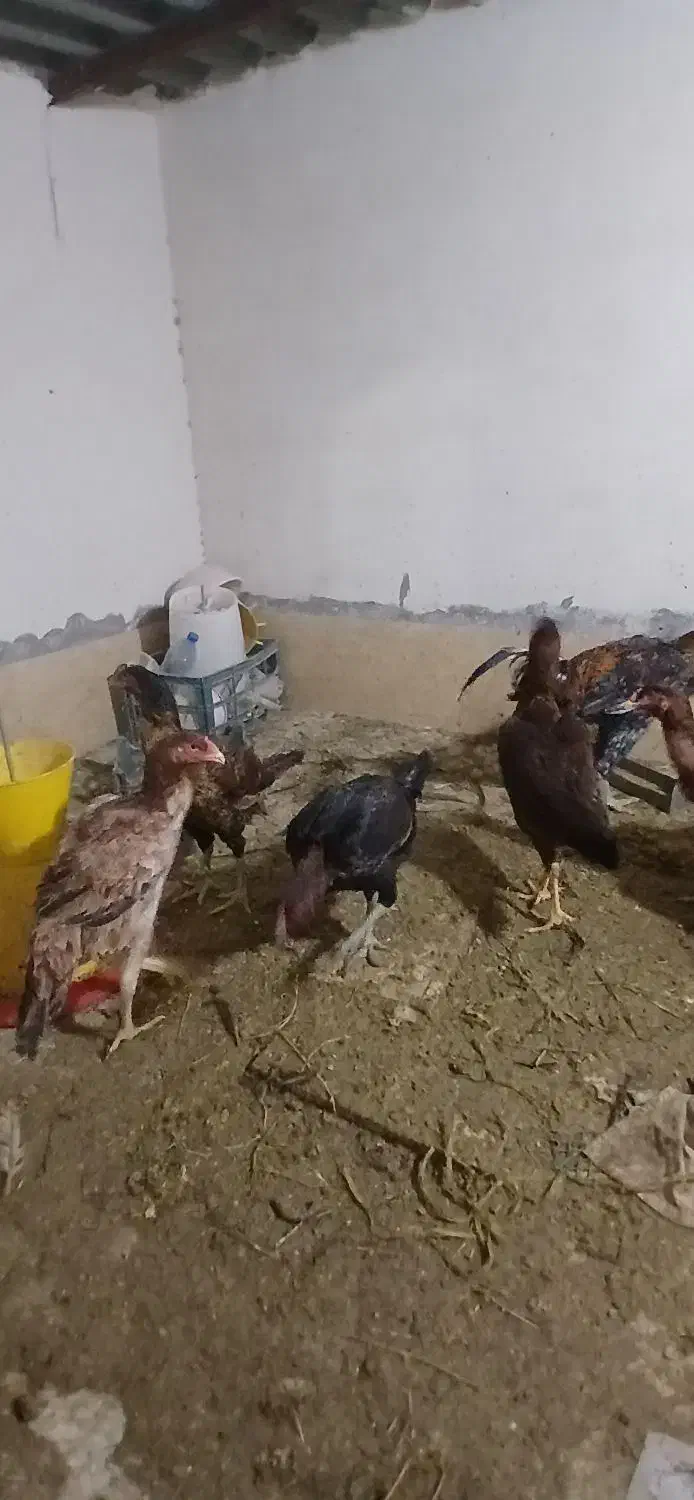 مرغ لاری|حیوانات مزرعه|قرچک, مهدیه|دیوار