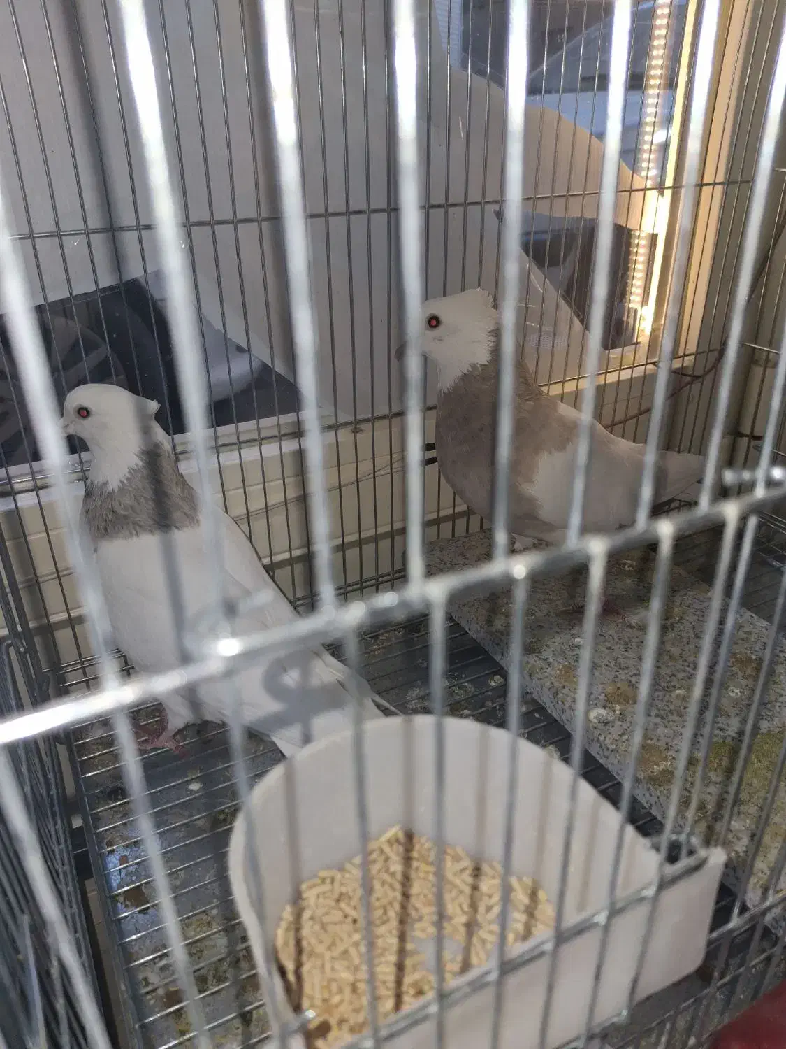 طوقی|پرنده|عجب شیر, |دیوار