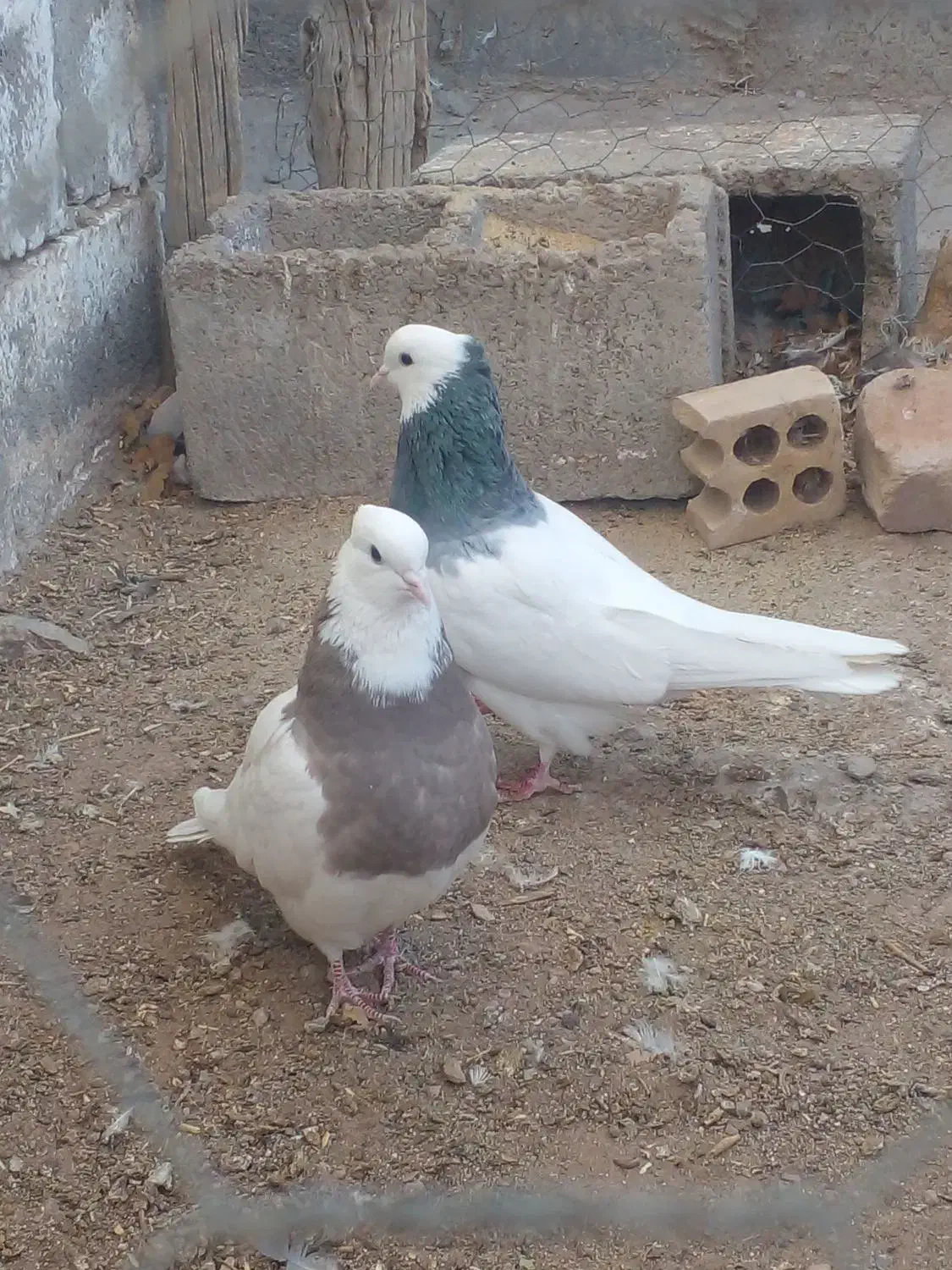 جفت طوقی عروسک|پرنده|کوهبنان, |دیوار