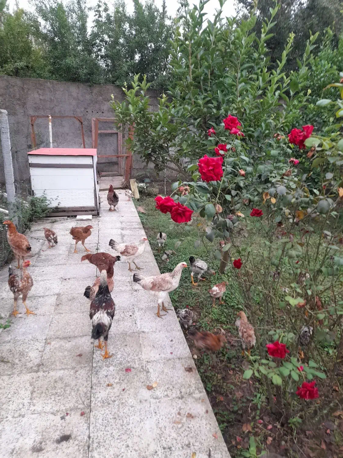 نیمچه مرغ وخروس فروشی|حیوانات مزرعه|سنگر, |دیوار