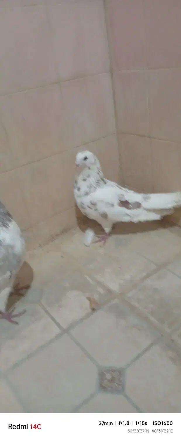 کبوتر|پرنده|شادگان, |دیوار