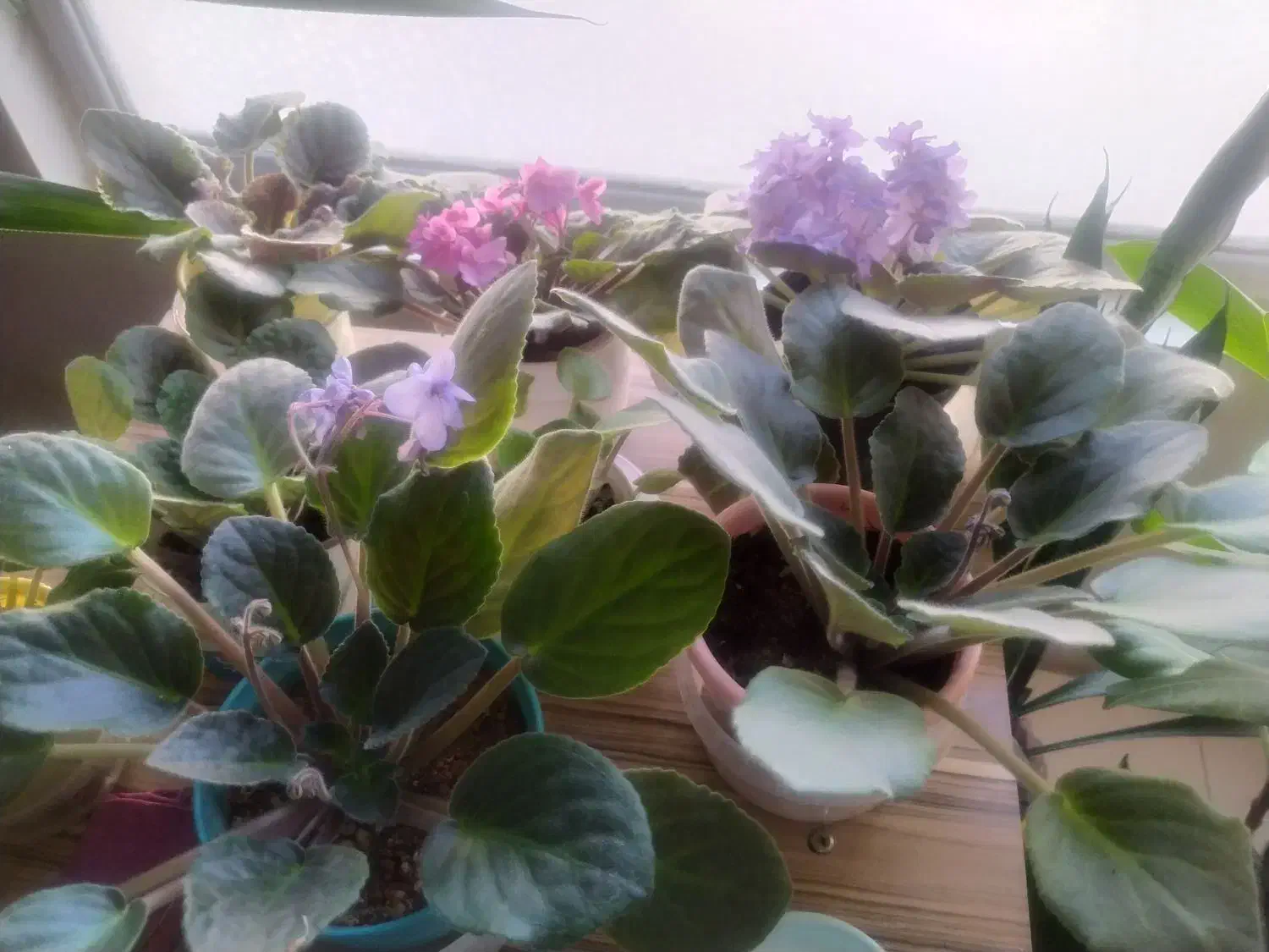 گلهای آپارتمانی|حراج|تهران, حکیمیه|دیوار