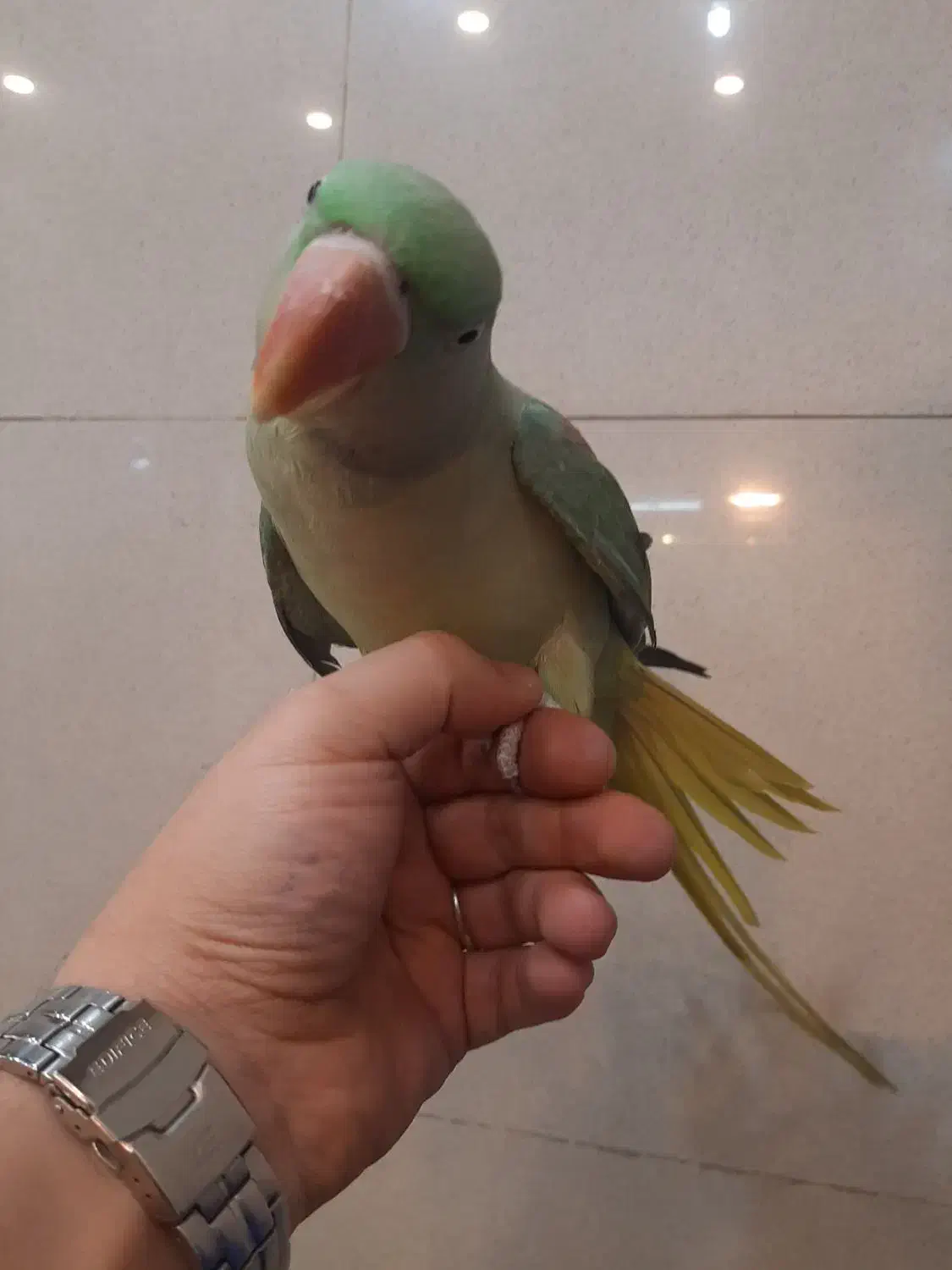 شاه طوطی نر جوجه زیر یکسال|پرنده|کرمانشاه, |دیوار