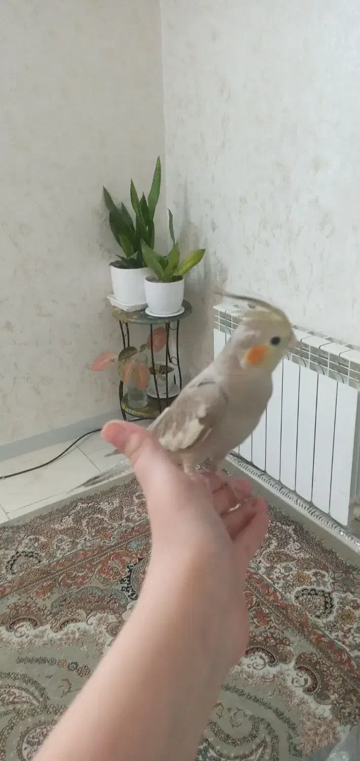 دوتا عروس هلندی باقفس|پرنده|تهران, هفده شهریور|دیوار