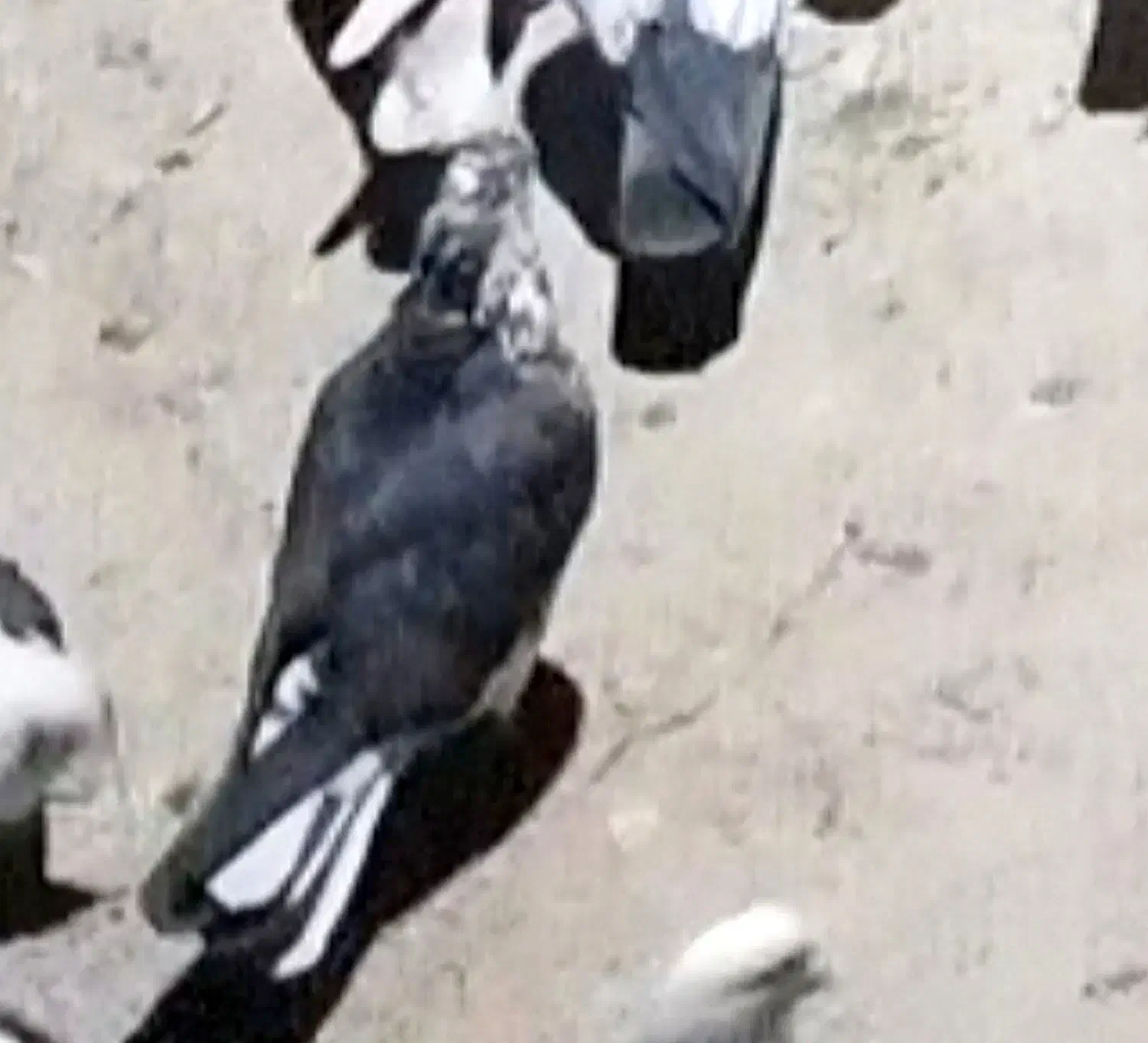 کبوتر های رفتنی آذرشهر|پرنده|آذرشهر, |دیوار