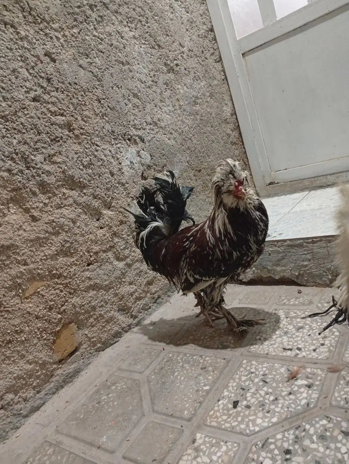 مرغ خروس سلطان|حیوانات مزرعه|شیراز, نصرآباد|دیوار