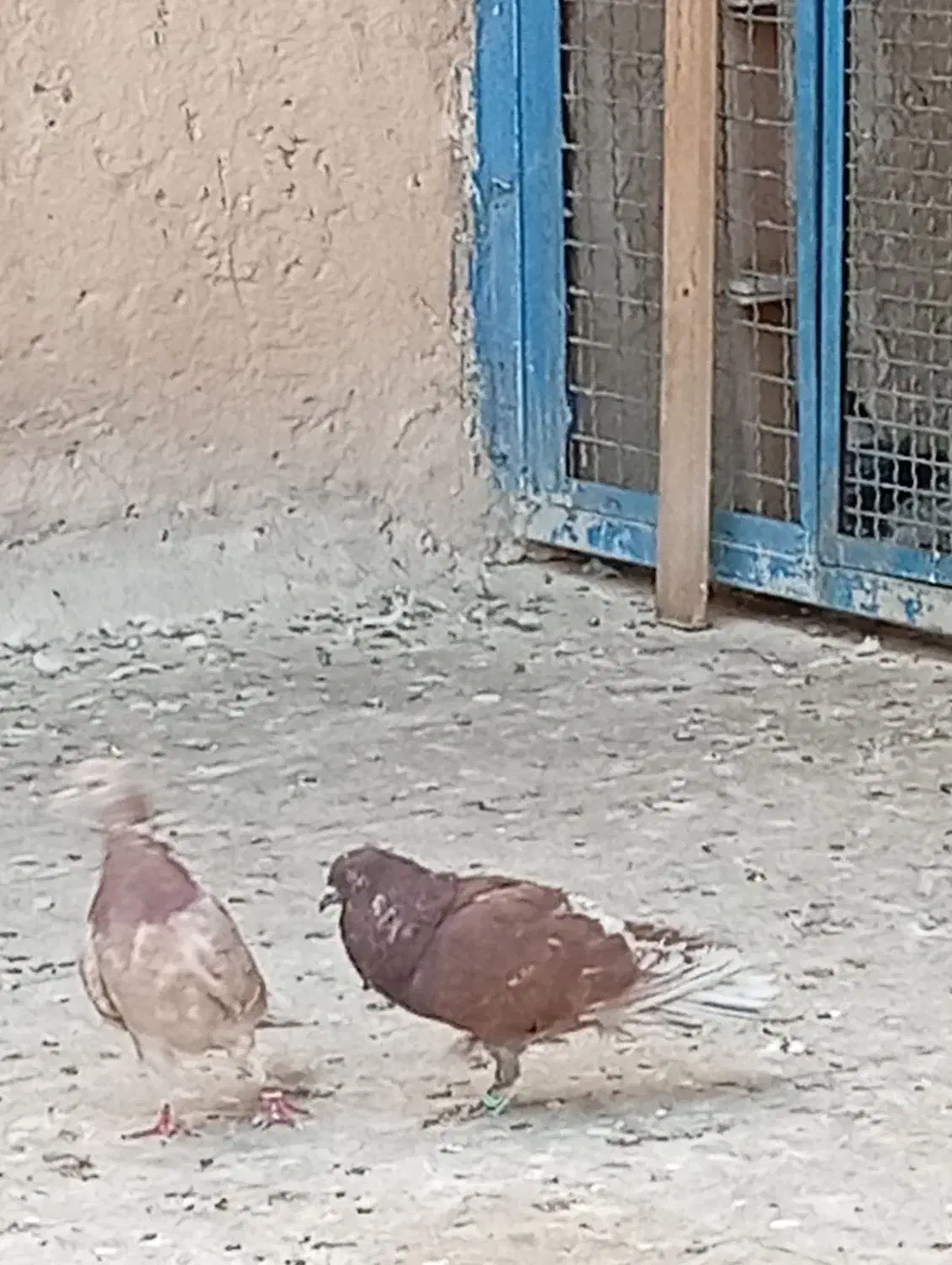 نر و ماده عالی همه چی تموم|پرنده|پاکدشت, حصار امیر|دیوار