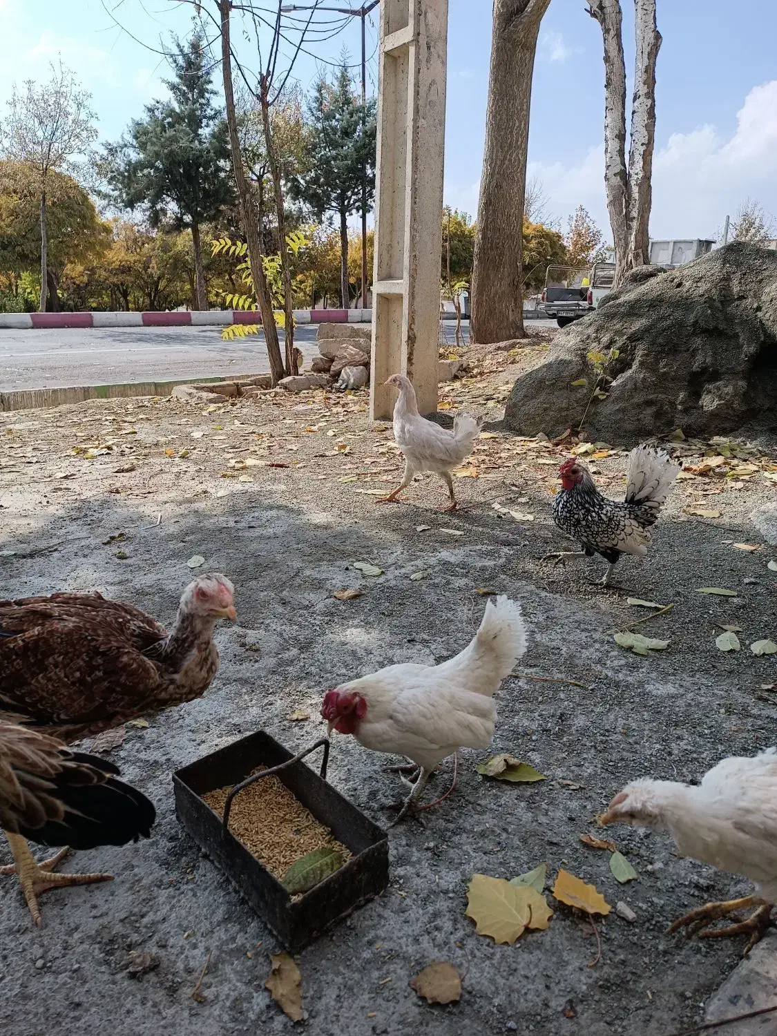 مرغ وخروس|حیوانات مزرعه|صحنه, |دیوار