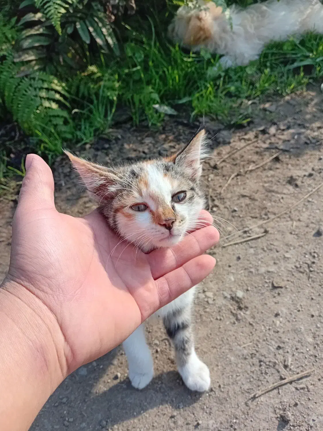 واگذار گربه برای خانواده|گربه|لوندویل, |دیوار