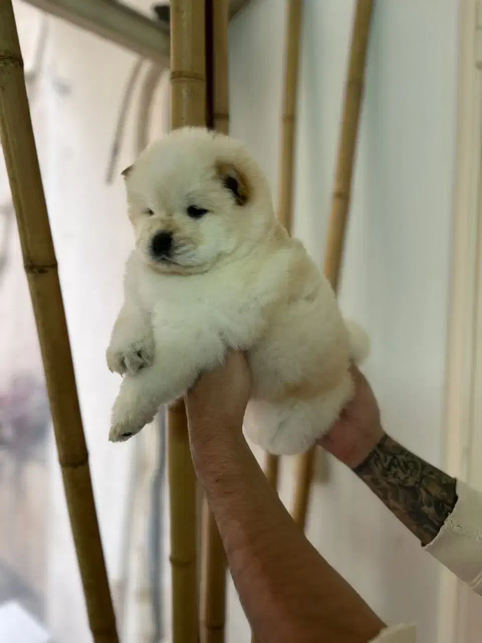 توله چاوچاو اصیل و زیبا|سگ|تهران, زعفرانیه|دیوار