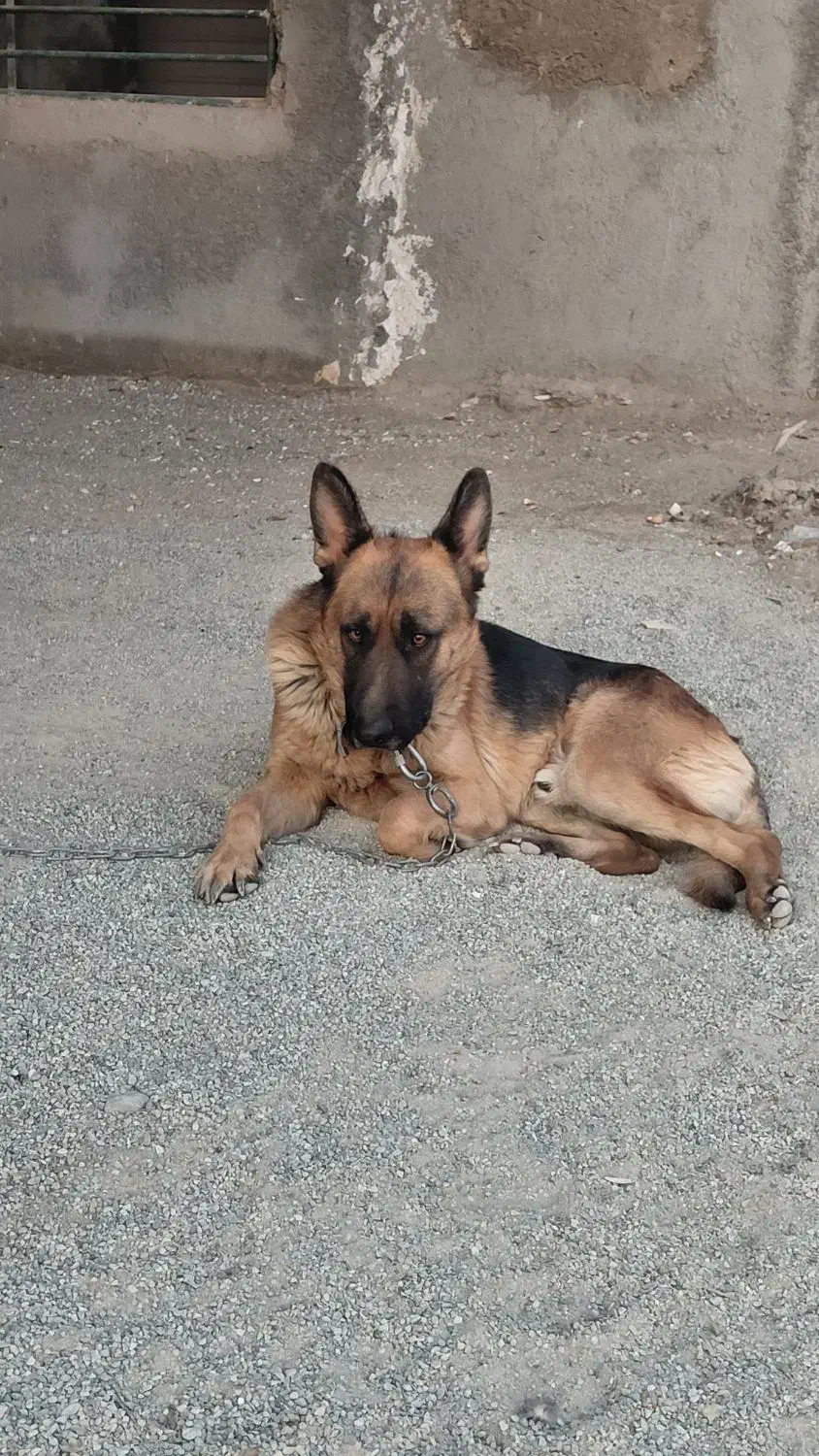 توله سگ ژرمن شپرد|سگ|رباط‌کریم, منجیل آباد|دیوار