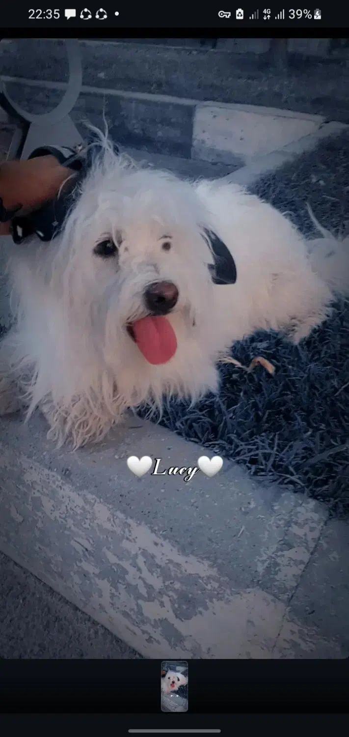 یک عدد سگ شیتزو به فروش میرسد|سگ|همدان, |دیوار