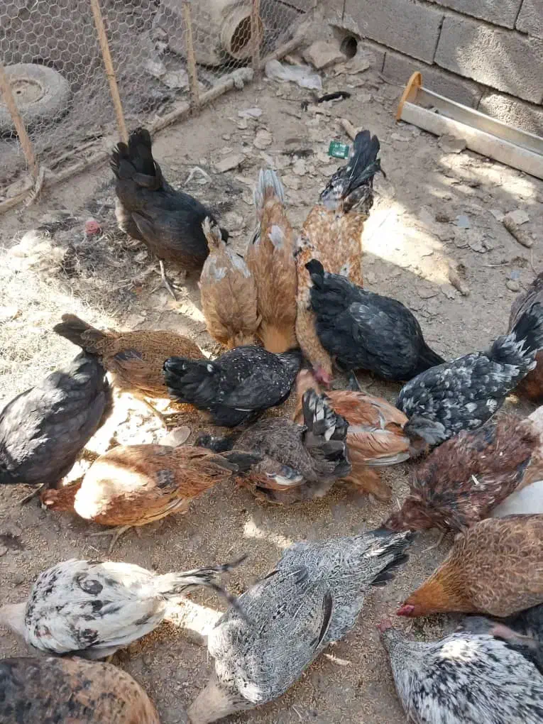 جوجه چهل وپنج روزه|حیوانات مزرعه|بهبهان, |دیوار