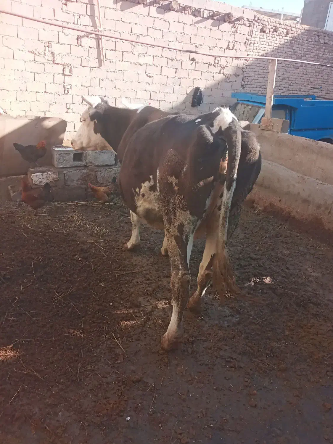 گاو سیمیتال|حیوانات مزرعه|ملکان, |دیوار