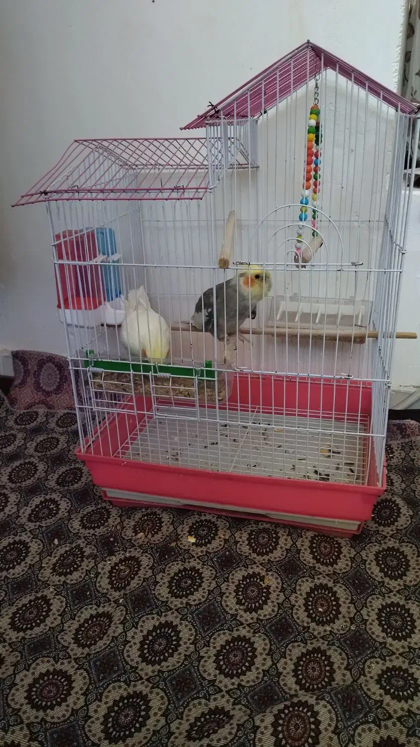 سلام|پرنده|رابر, |دیوار