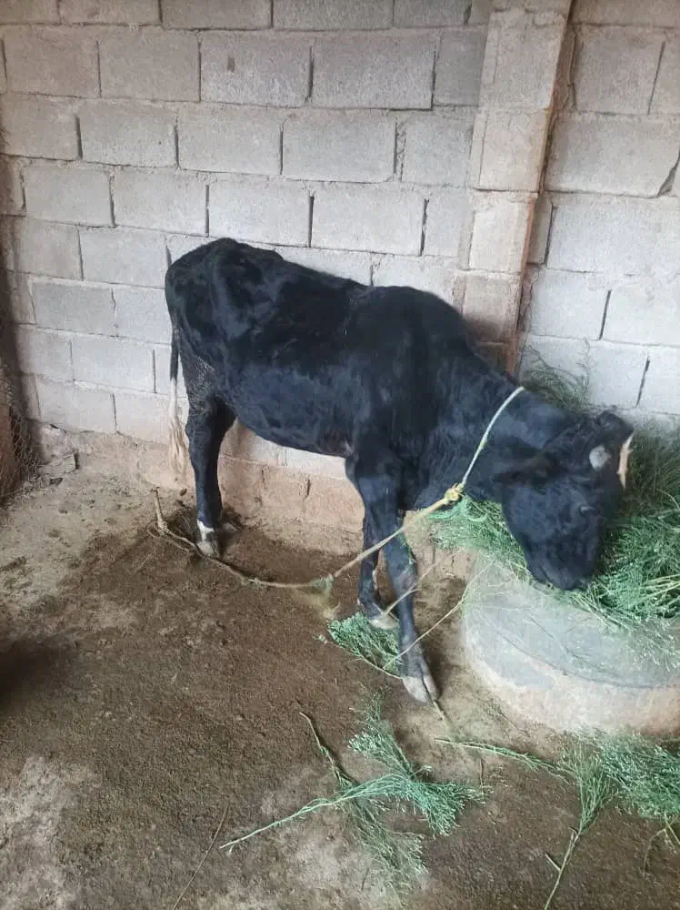 گوساله برای فروش دارم|حیوانات مزرعه|چمران, |دیوار