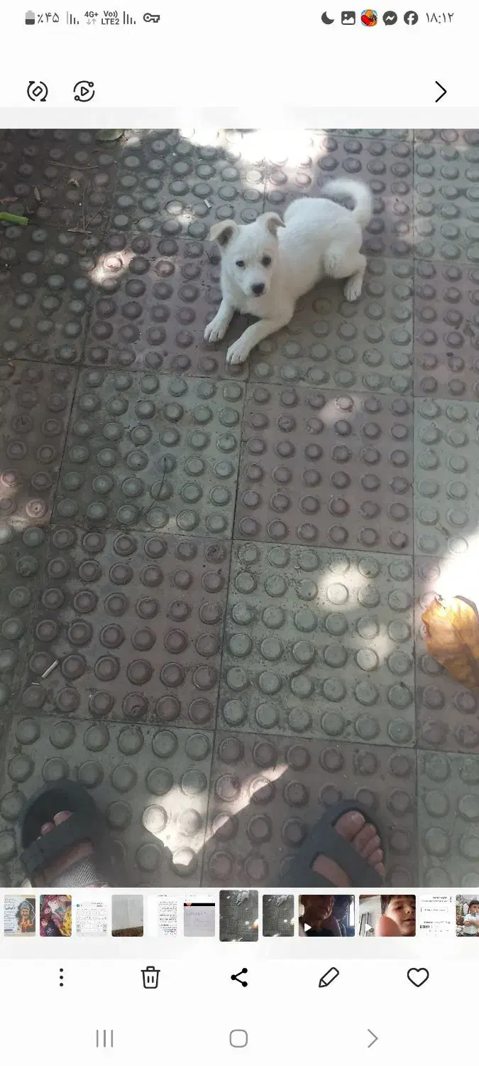 سگ پاکوتاه|سگ|خلخال, |دیوار