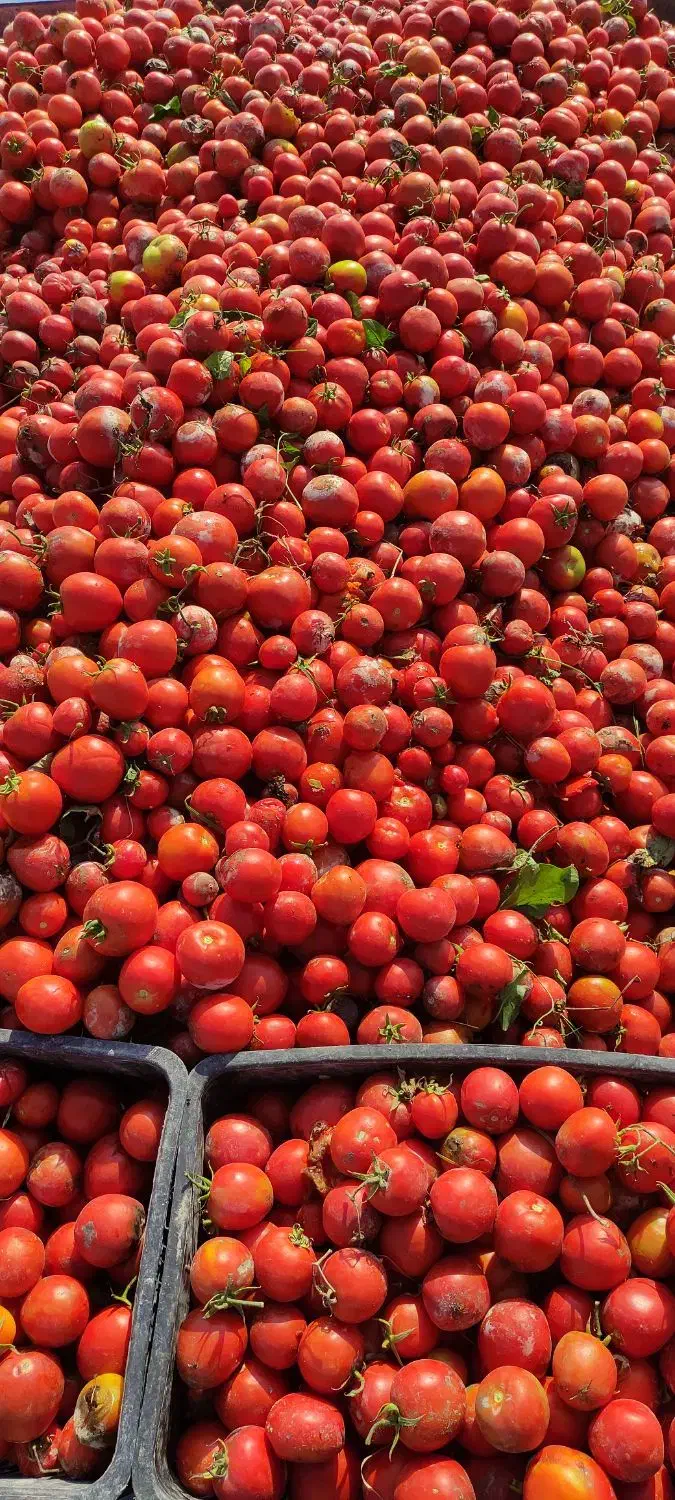 گوجه ربی|عمده‌فروشی|بندر دیر, |دیوار