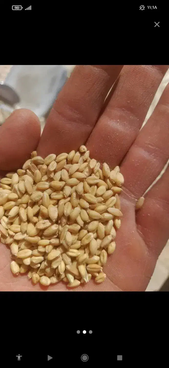 گندم ابی|عمده‌فروشی|آذرشهر, |دیوار