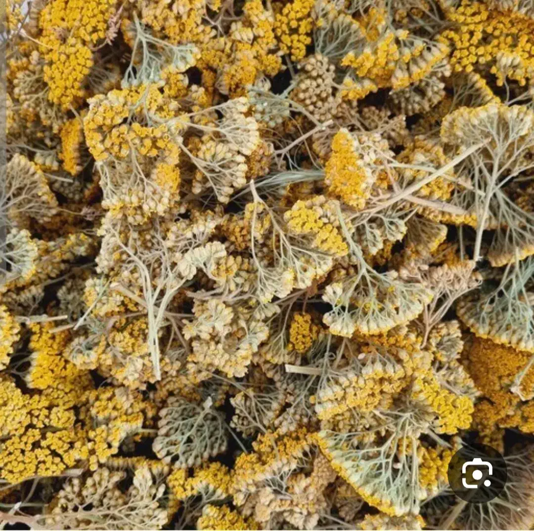 بویمادران|گل و گیاه طبیعی|فامنین, |دیوار