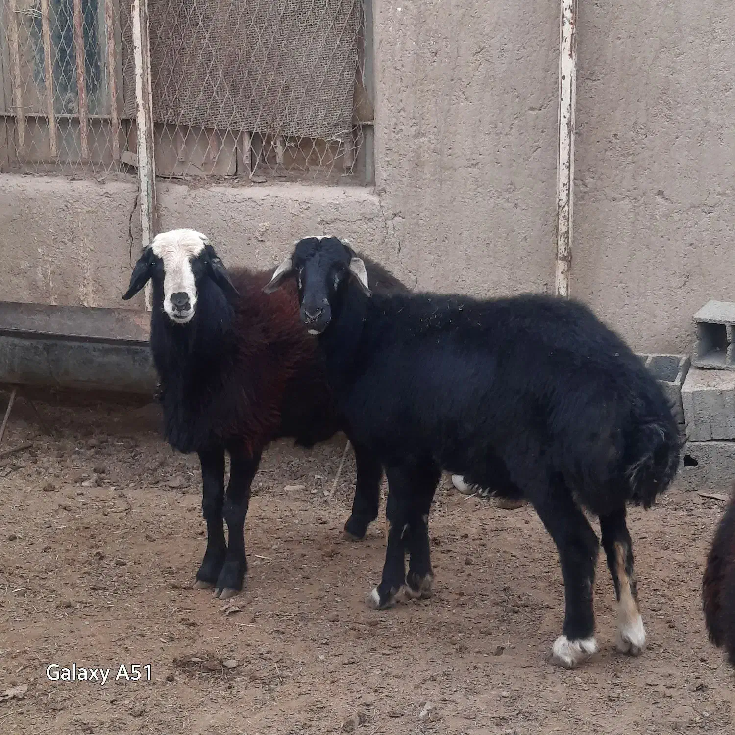 بره نژاد دار مخصوص قوچ|حیوانات مزرعه|شهمیرزاد, |دیوار