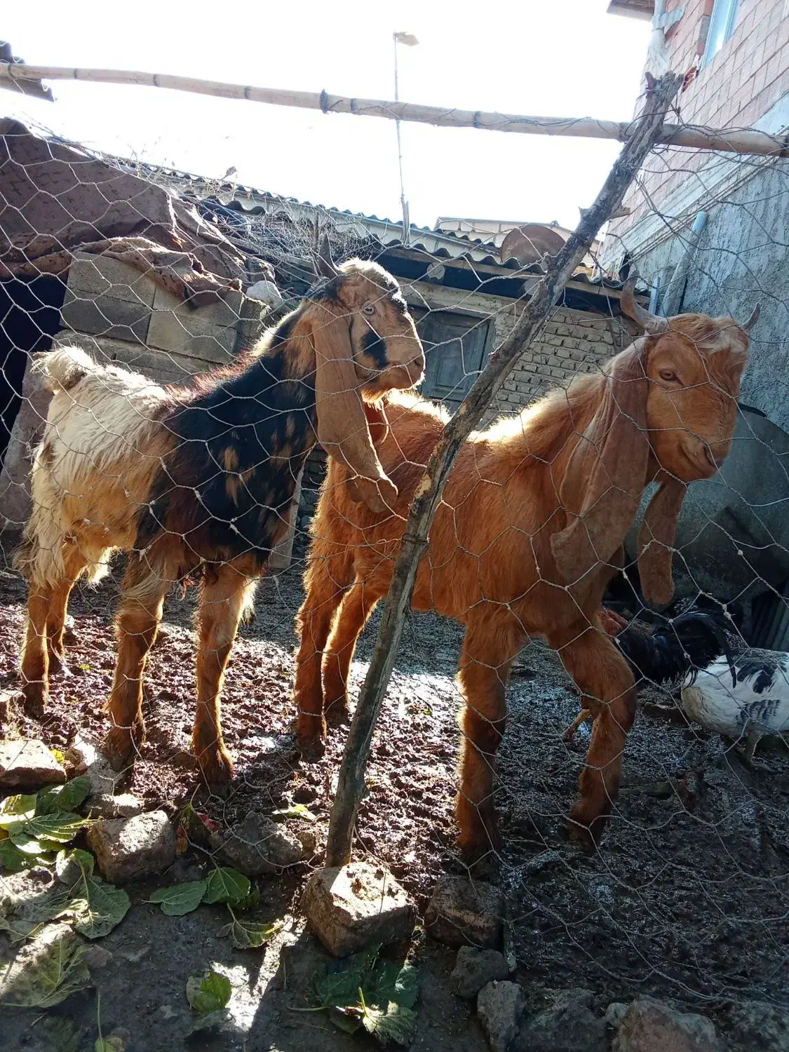 دوعدد بزغاله نر مخصوص تکه|حیوانات مزرعه|آق قلا, |دیوار