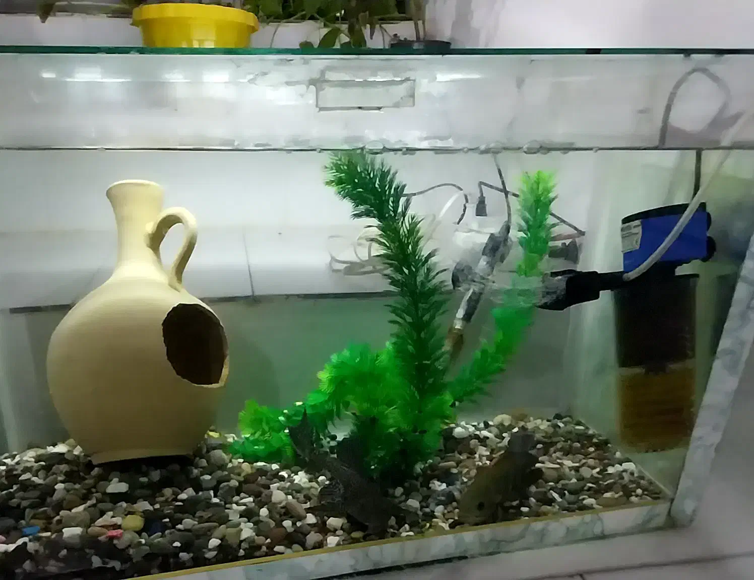 اکواریوم باتمام تشکیلات دوتاماهی یدونه لجن خوار|ماهی|کنگاور, |دیوار