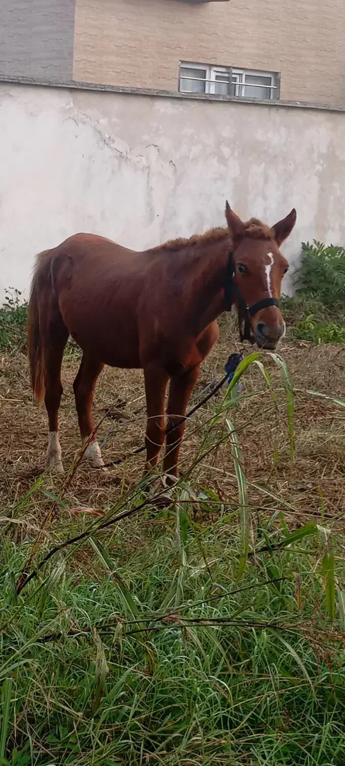 اسب نرجوان|اسب و تجهیزات اسبسواری|سنگر, |دیوار