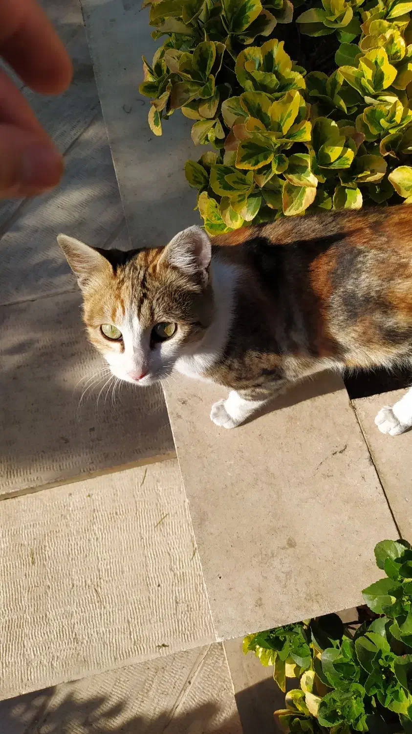 گم شده|حیوانات|کرج, عظیمیه|دیوار